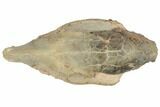 Fossil Horse (Mesohippus) Skull - South Dakota #192034-4